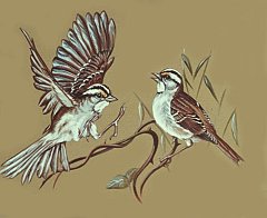 sparrow