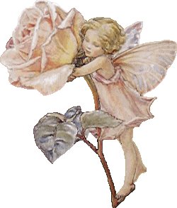 40fairy