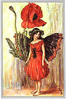 poppy