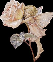 40fairy