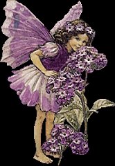 5fairy