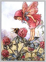 clover