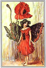 poppy