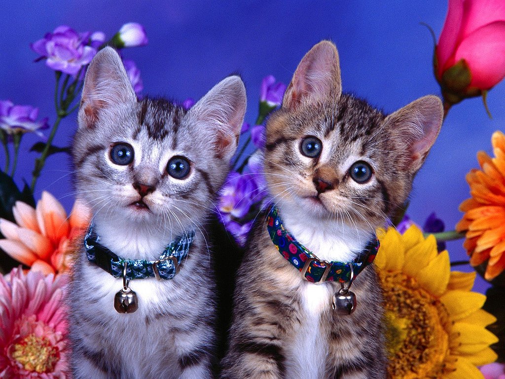 Brothers