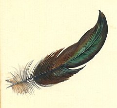 Feather-01
