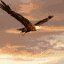 040212_eagle