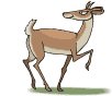 Capriolo