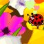 coccinelle