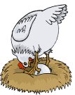 gallina&uovo