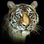 031106_tiger