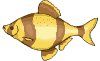 pescegiallo