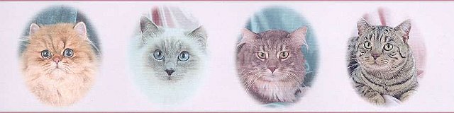 Cats_Border