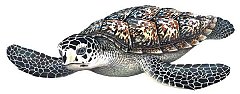seaturtle_LRG