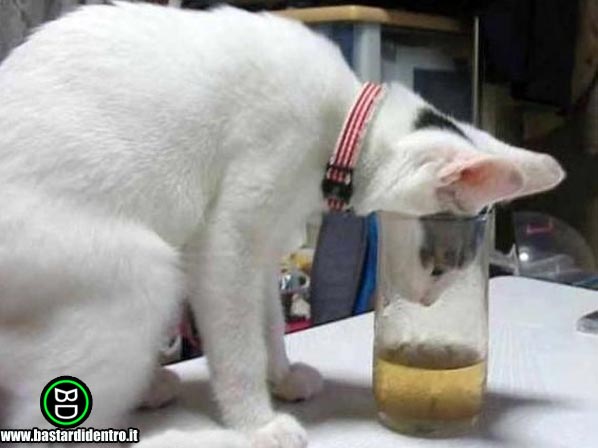 BD1531-Alcoligatto