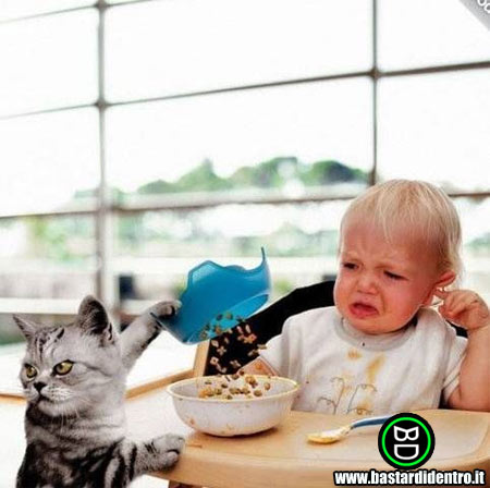 BD1544-Gatto-bastardo