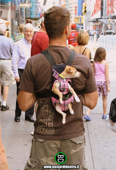 BD1685-Dog-sitter