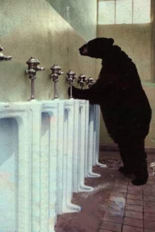 Orso