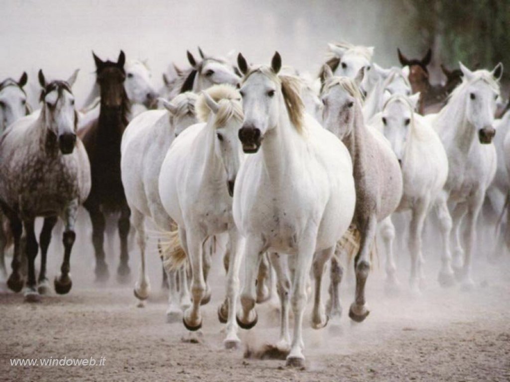 foto_cavalli_330