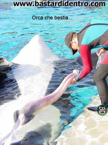 orca-che-attrezzo