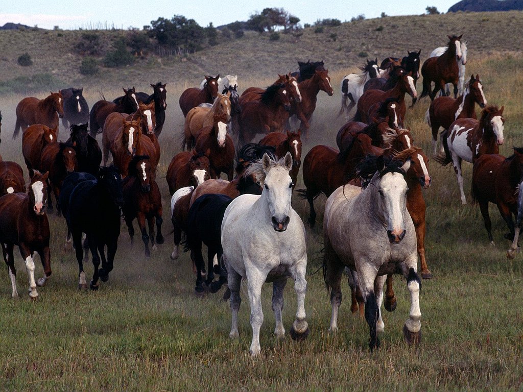 Stampede!