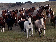 Stampede!