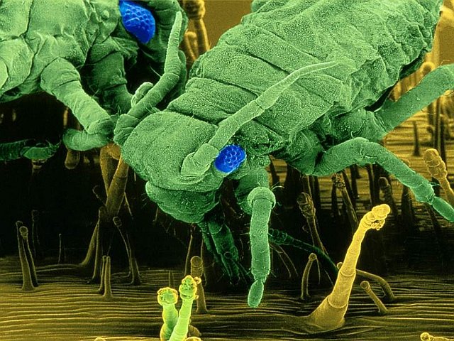 Fine_Art_Aphids_1024x768